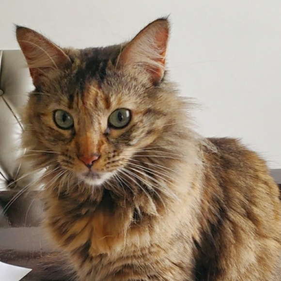 vililita